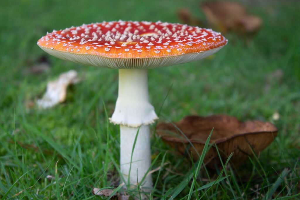 Ongenode gast: zo herken en voorkom je zwam in huis