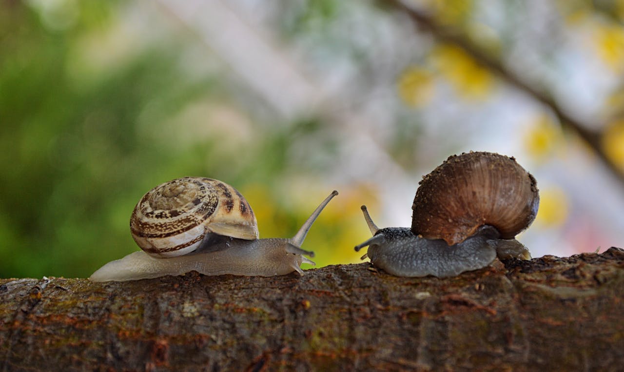 Slakken in de tuin aanpakken met slakkenkorrels action